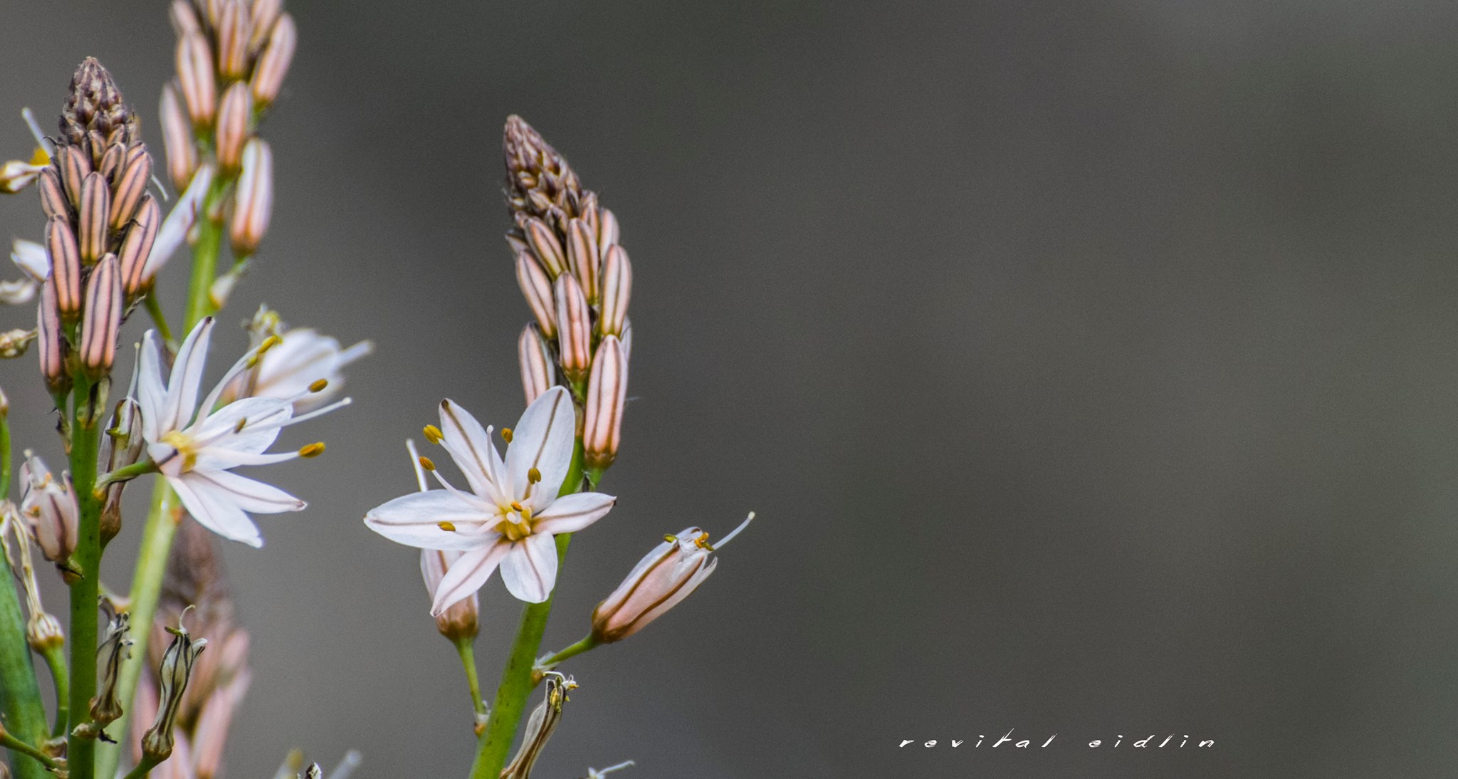 White flowers