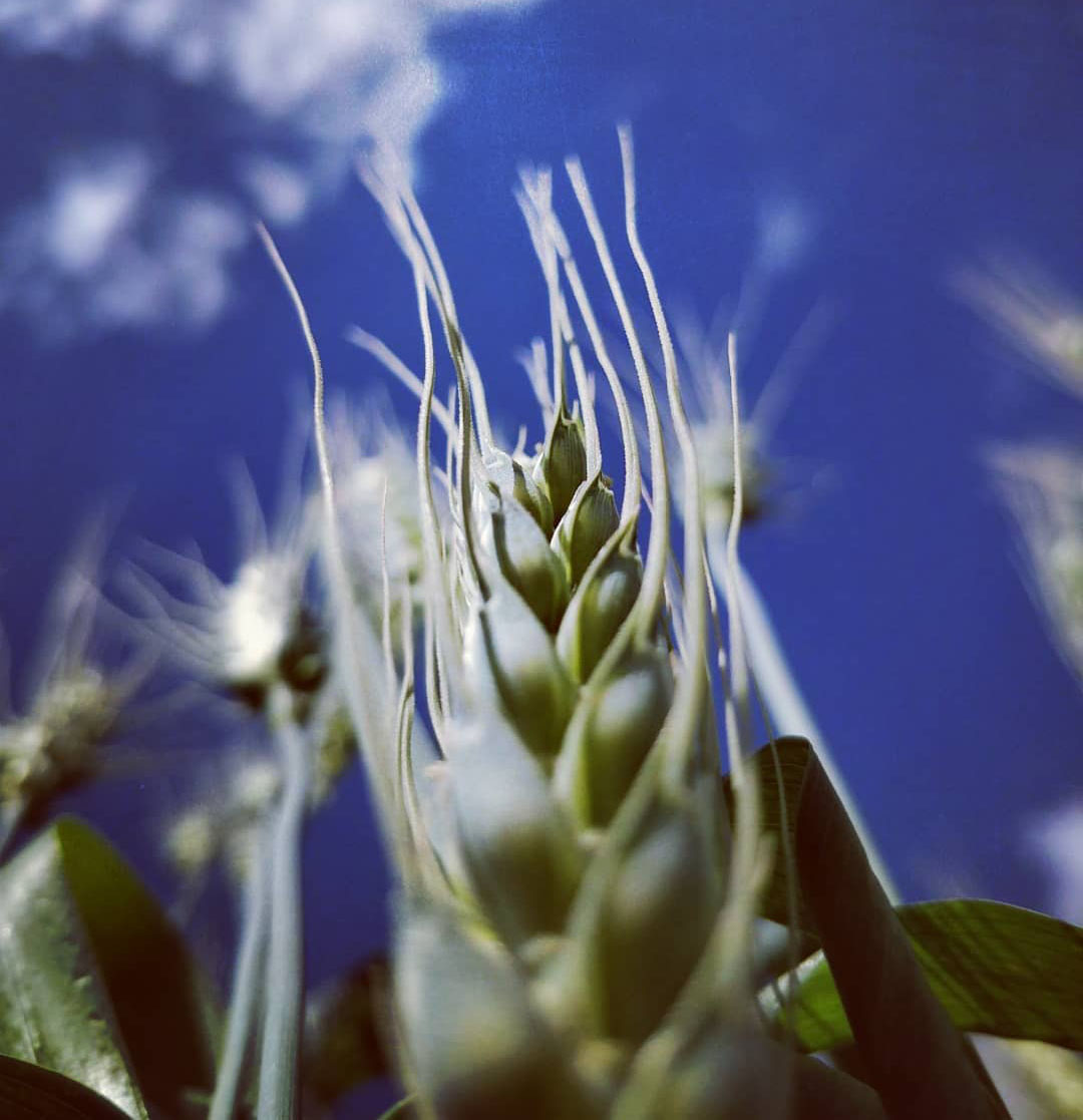 Green leaves with a blue sky