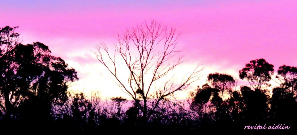 Trees and nature with a purple sunset