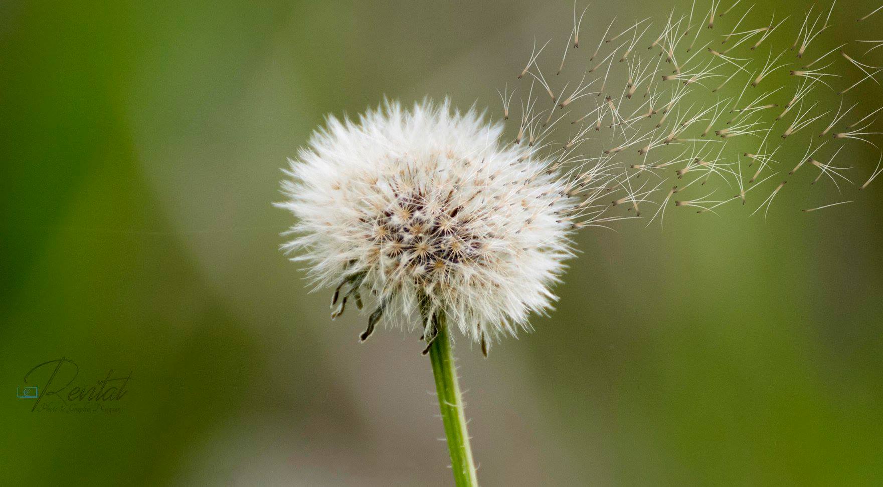 A round and white flower