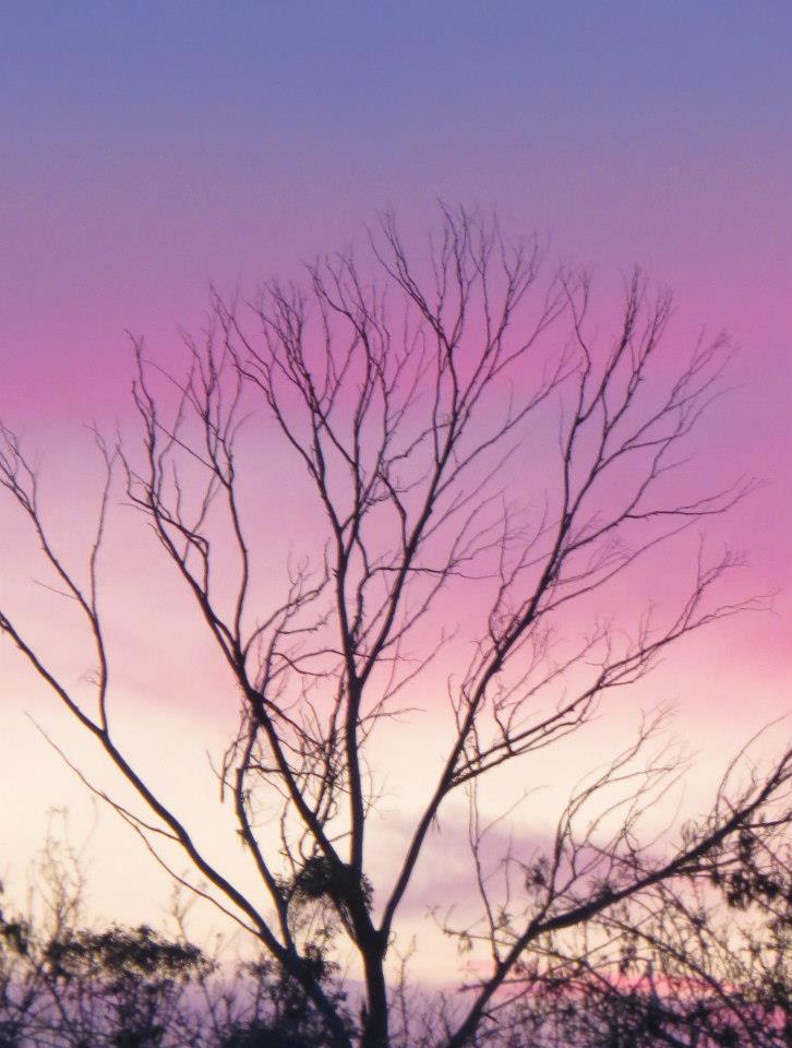 A tree with a purple sky