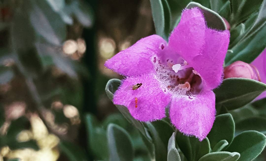 A purple flower with a butterfly